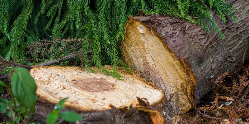 Moottorivinssi etsinnässä: Polttomoottori vai akku?